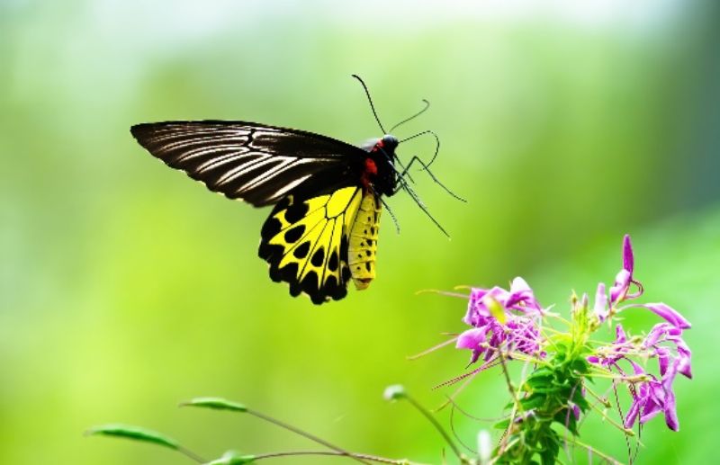 【大国粮策】植物的“化学语言”：挥发物的奥秘与应用