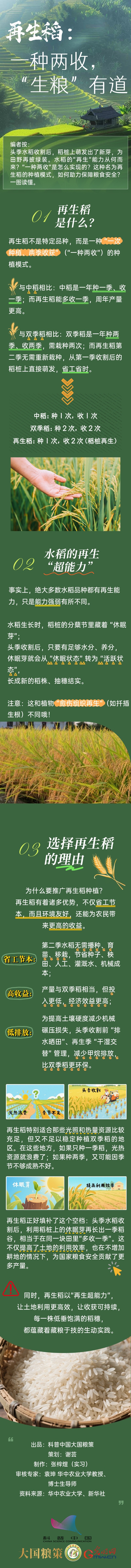 【大国粮策】再生稻：一种两收，“生粮”有道