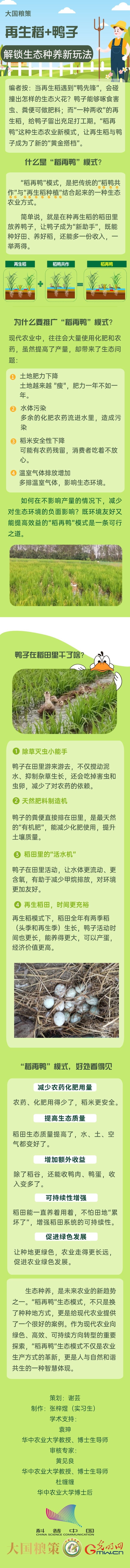 【大国粮策】再生稻+鸭子，解锁生态种养新玩法