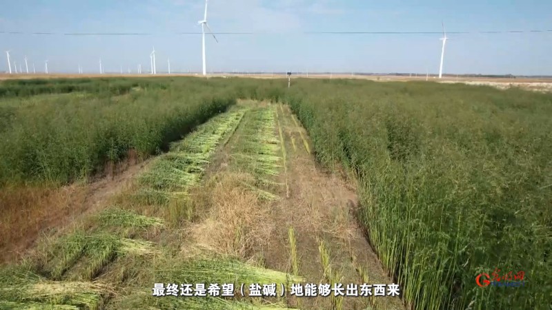 “种适其地，地育其种”：草业科技让盐碱地与牧草共赴新生