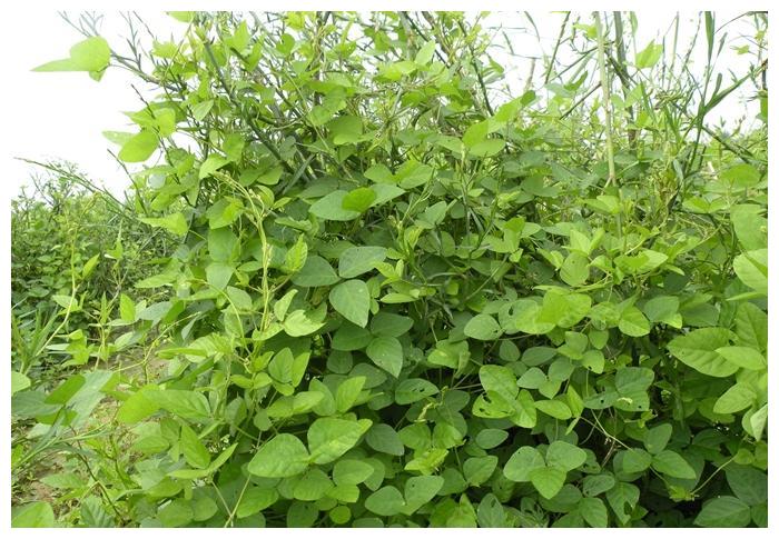 【大国粮策】大豆是如何被驯化的？