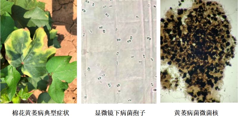 黄萎病“攻防战”：以科技守护“银海浩瀚”
