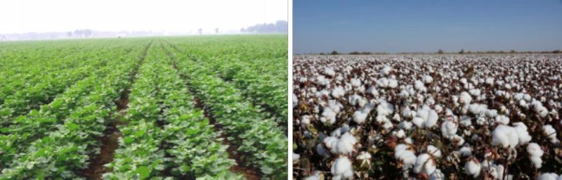 黄萎病“攻防战”：以科技守护“银海浩瀚”