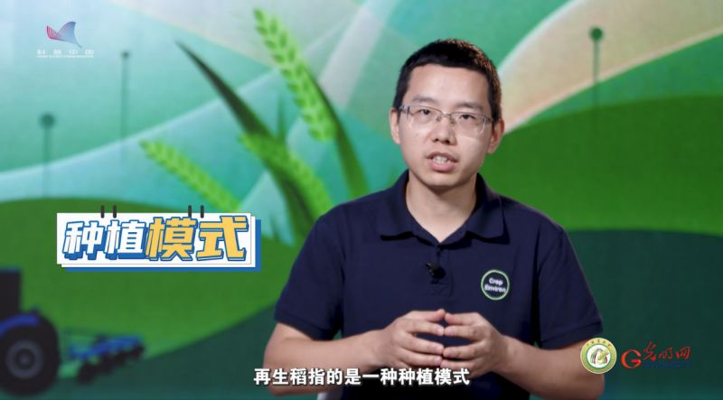【大国粮策】一种两收！解码再生稻的“增产密码”