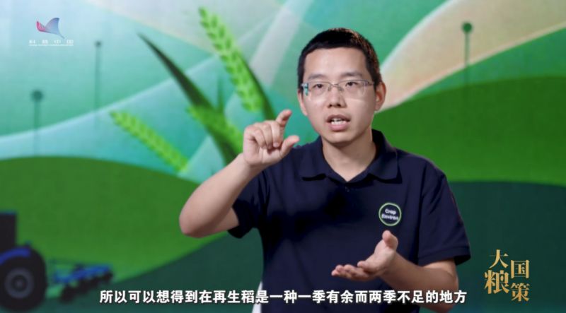 【大国粮策】一种两收！解码再生稻的“增产密码”