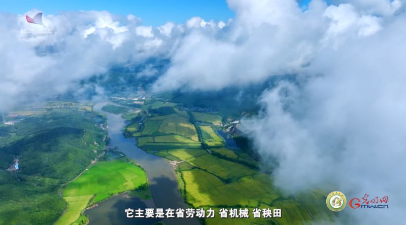 【大国粮策】一种两收！解码再生稻的“增产密码”