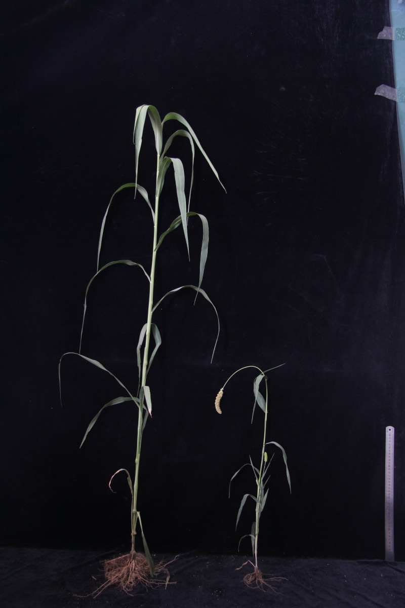 【大国粮策】8年变2年？超早熟小米给育种按下“加速键”