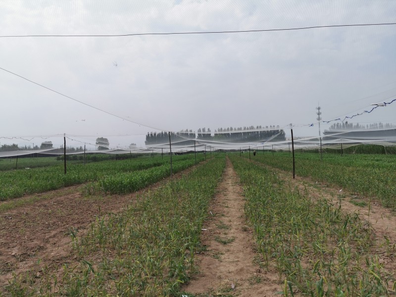 【大国粮策】8年变2年？超早熟小米给育种按下“加速键”