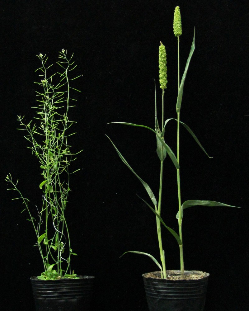 【大国粮策】8年变2年？超早熟小米给育种按下“加速键”