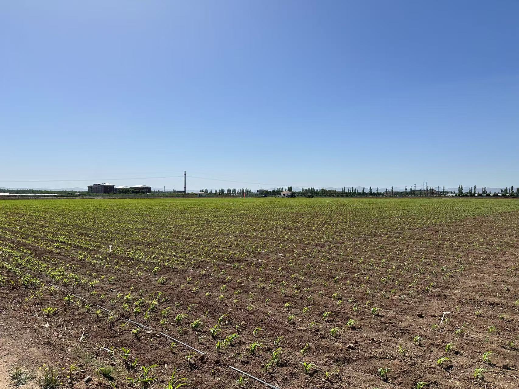 【大国粮策】从田间到餐桌，杂粮凭啥成了“新宠儿”