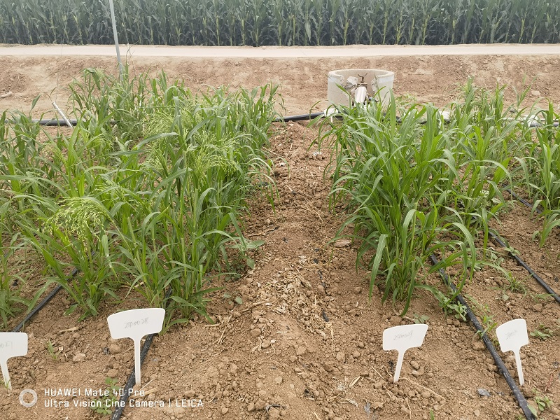 【大国粮策】从田间到餐桌，杂粮凭啥成了“新宠儿”