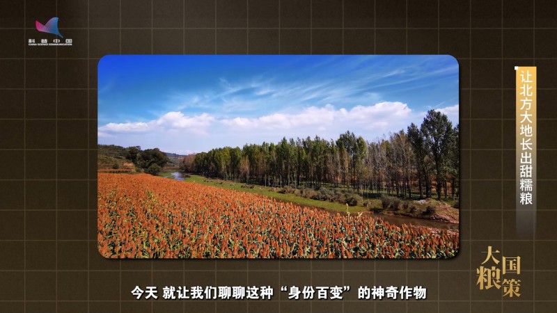 【大国粮策】育种人心中最好的品种，永远在下一个春天