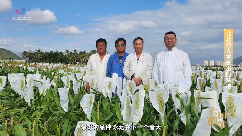 【大国粮策】育种人心中最好的品种，永远在下一个春天