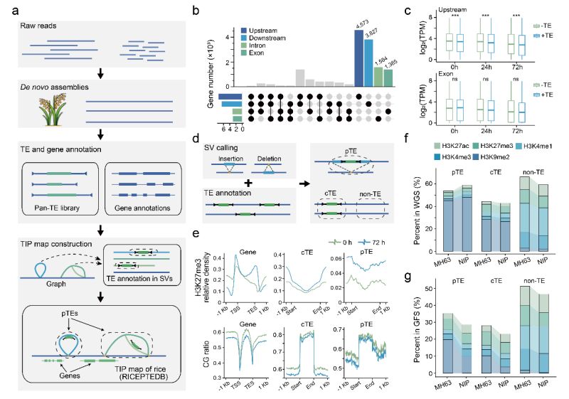 冷到发抖？转座子助力植物修炼抗冻“超能力”
