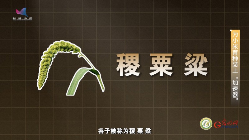 【大国粮策】为育种装上“加速器” 把金色的希望种在大地上