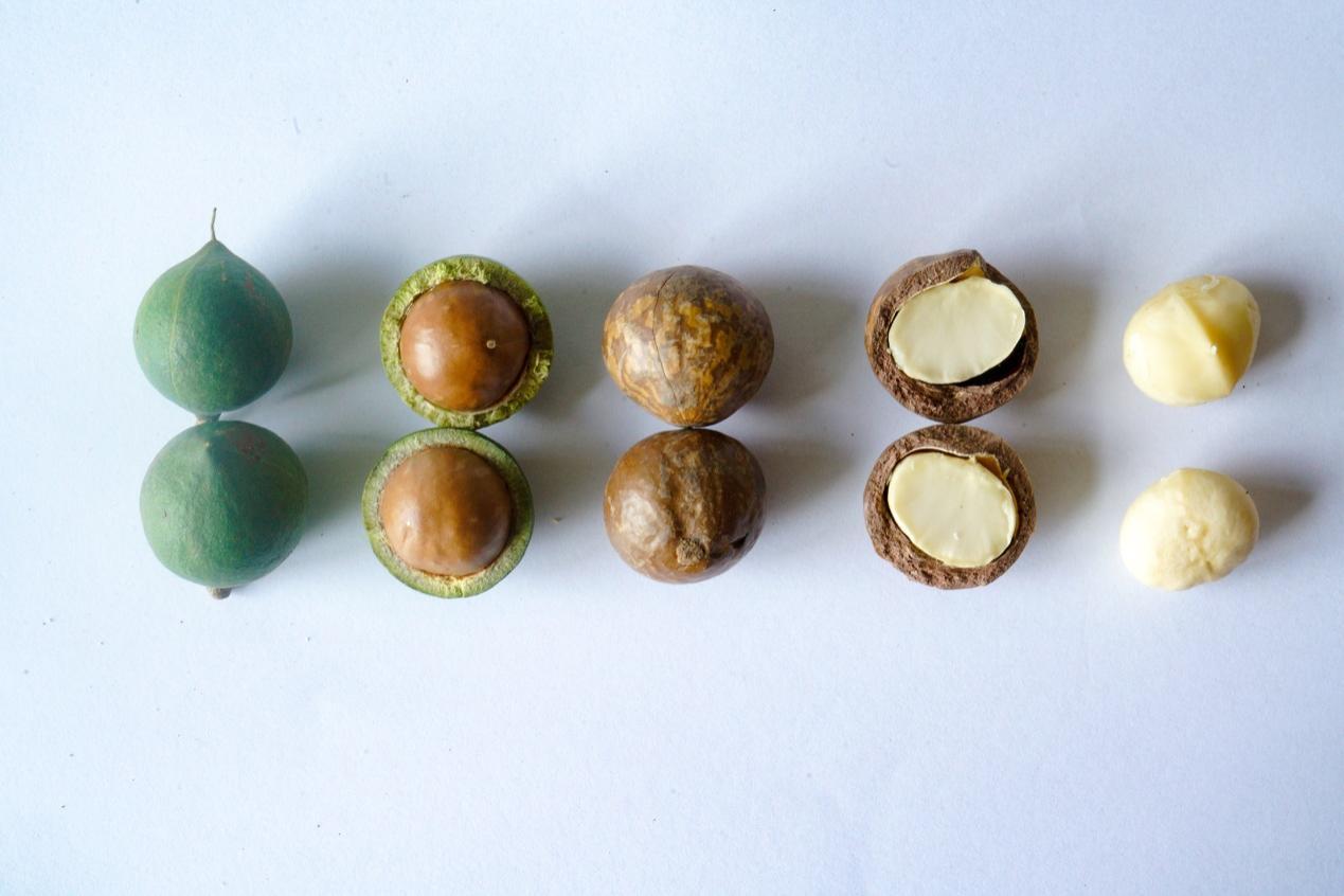 【大国粮策】从“天价零食”到“致富金果”:一颗澳洲坚果的中国之旅