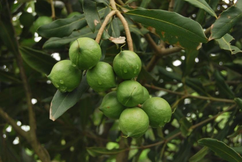 【大国粮策】从“天价零食”到“致富金果”:一颗澳洲坚果的中国之旅