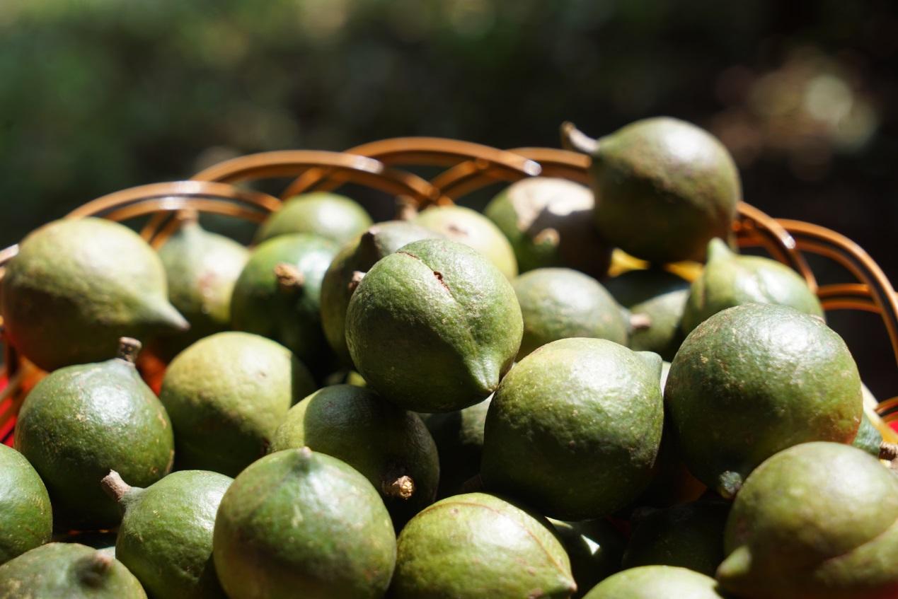【大国粮策】从“天价零食”到“致富金果”:一颗澳洲坚果的中国之旅