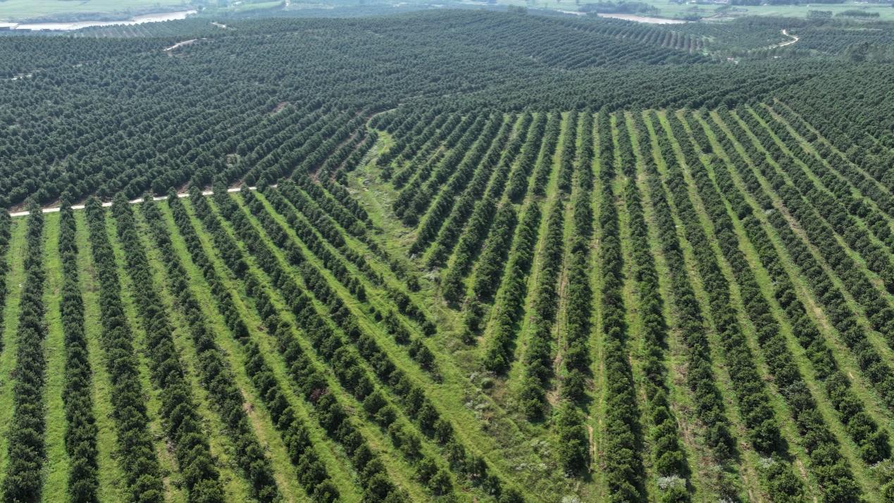 【大国粮策】从“天价零食”到“致富金果”:一颗澳洲坚果的中国之旅