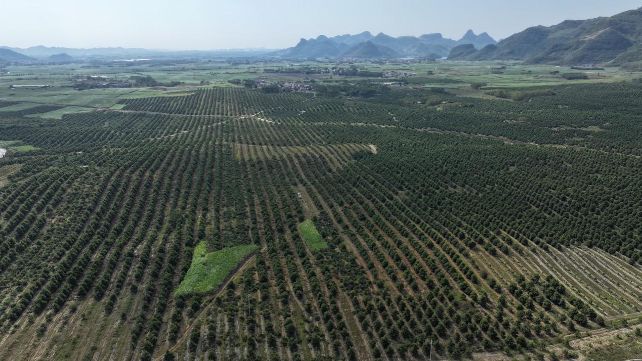 【大国粮策】从“天价零食”到“致富金果”:一颗澳洲坚果的中国之旅