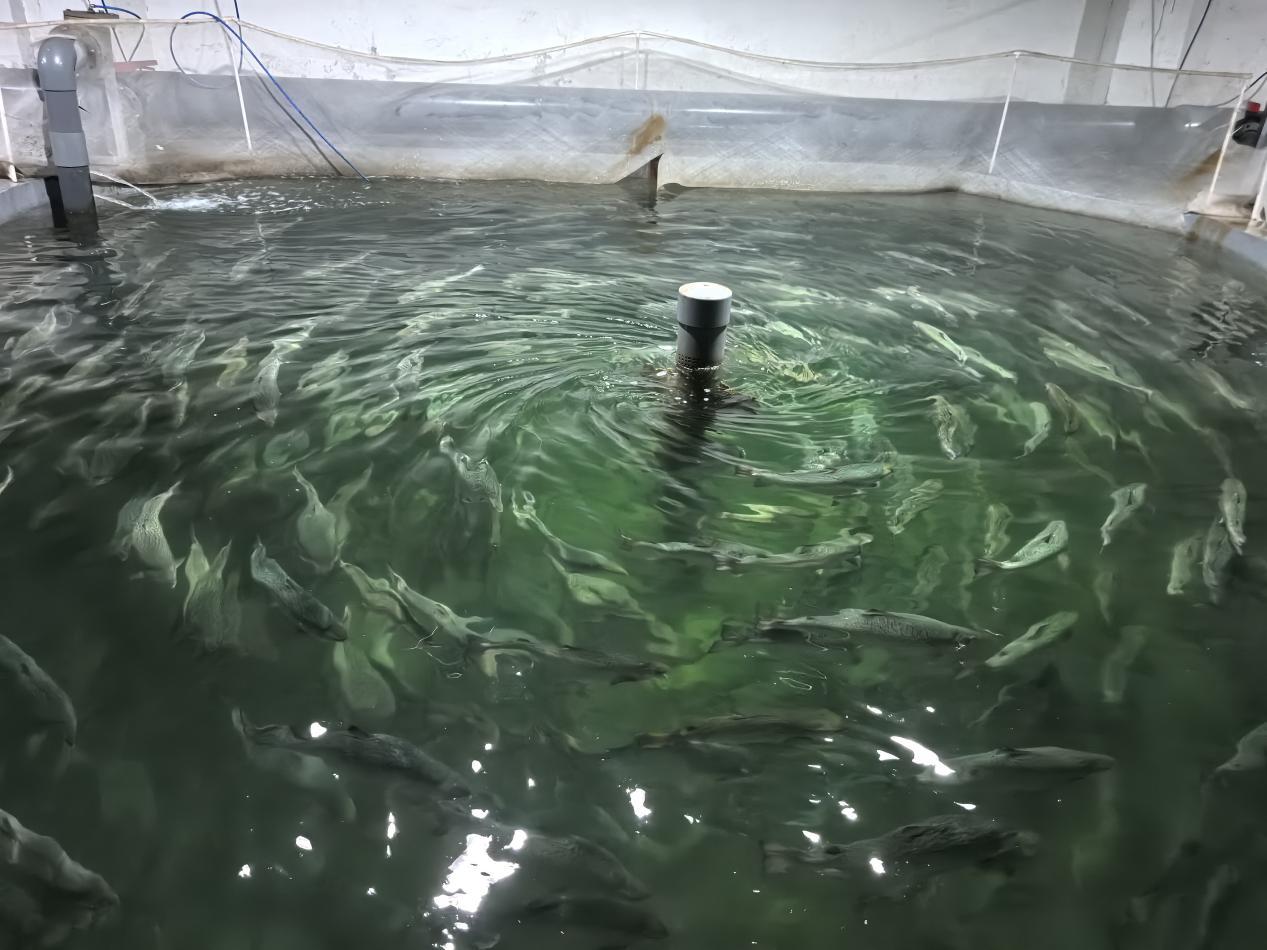 【大国粮策】养鱼也有“双主场”？“陆海接力”技术解锁海鲜养殖新姿势