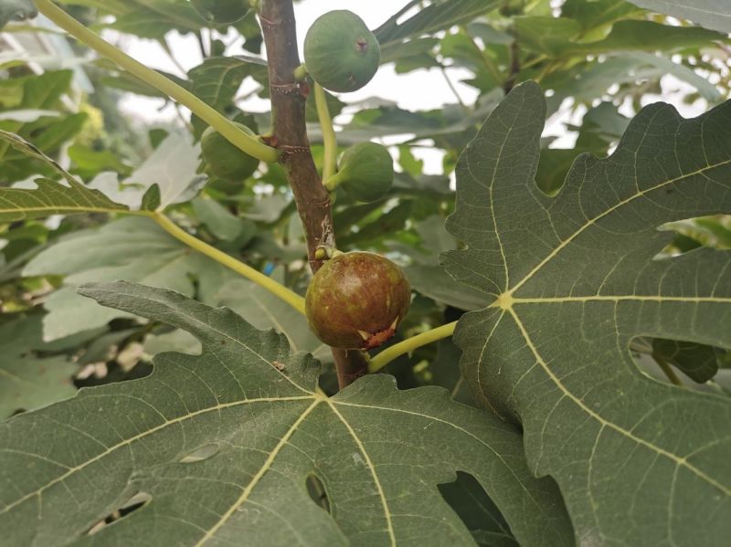 无花果:风靡世界的古老果树 无花果:风靡世界的古老果树
