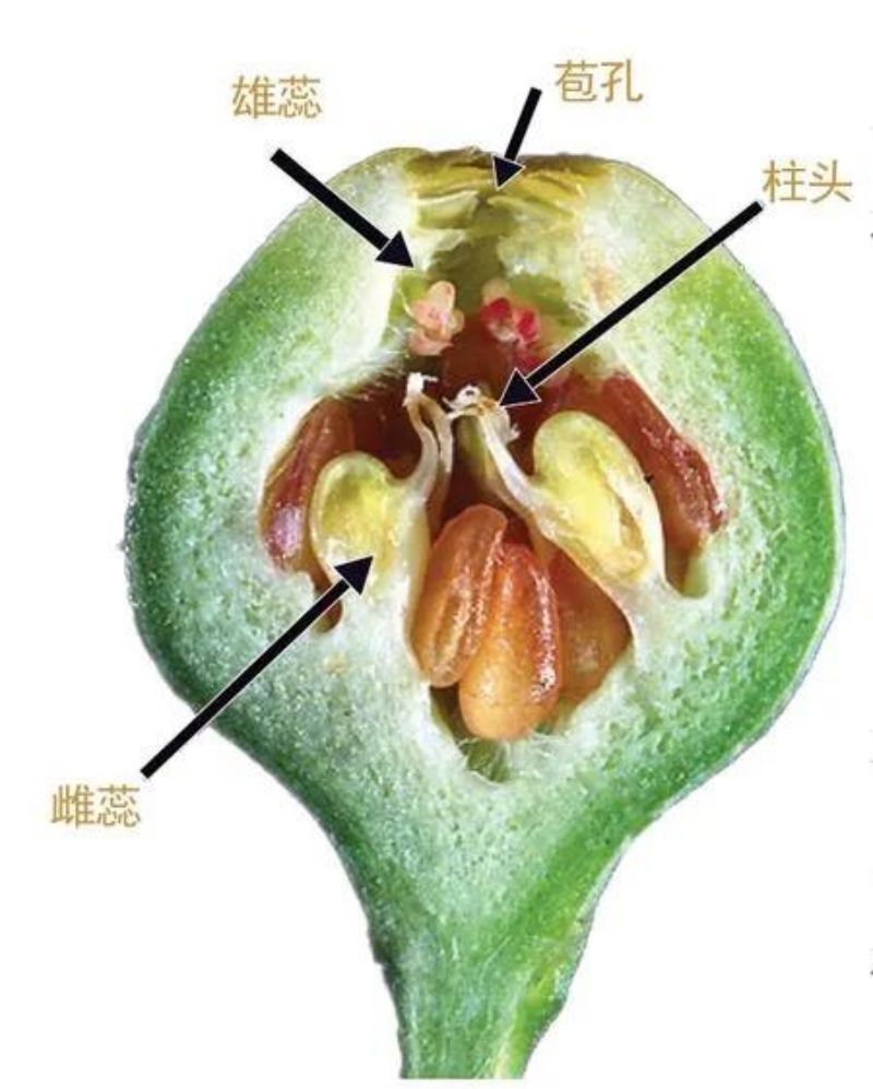 无花果:风靡世界的古老果树 无花果:风靡世界的古老果树