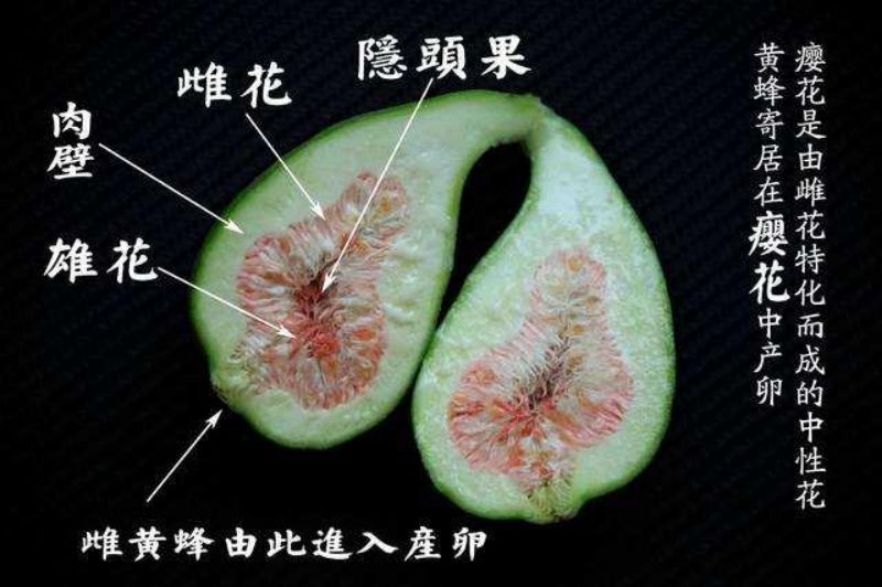 无花果:风靡世界的古老果树 无花果:风靡世界的古老果树