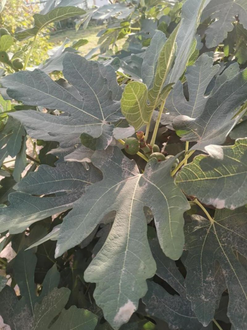 无花果:风靡世界的古老果树 无花果:风靡世界的古老果树