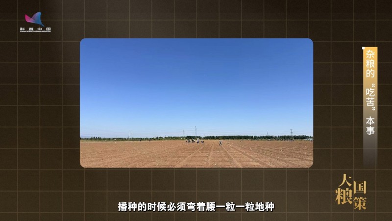 【大国粮策】农耕文明的“老伙计”，藏着粮食安全的底气
