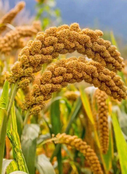 【大国粮策】谷子种植“加减法”：绿色技术破解成本与效益难题