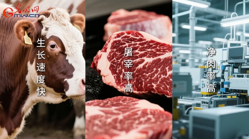 砥砺奋进七十载 天山南北谱华章丨伊犁河畔，华西牛“犇“出新希望