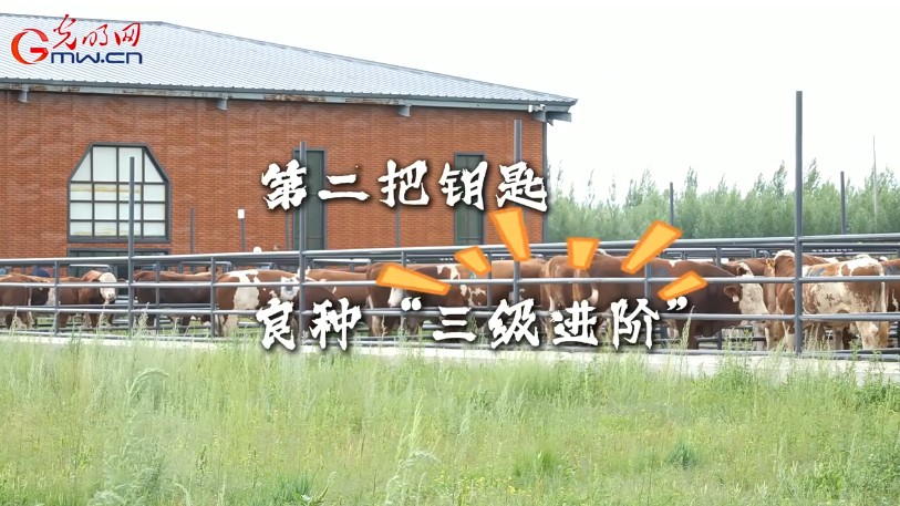 砥砺奋进七十载 天山南北谱华章丨伊犁河畔，华西牛“犇“出新希望