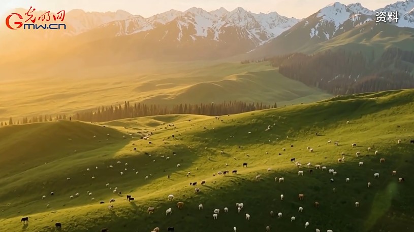 砥砺奋进七十载 天山南北谱华章丨伊犁河畔，华西牛“犇“出新希望
