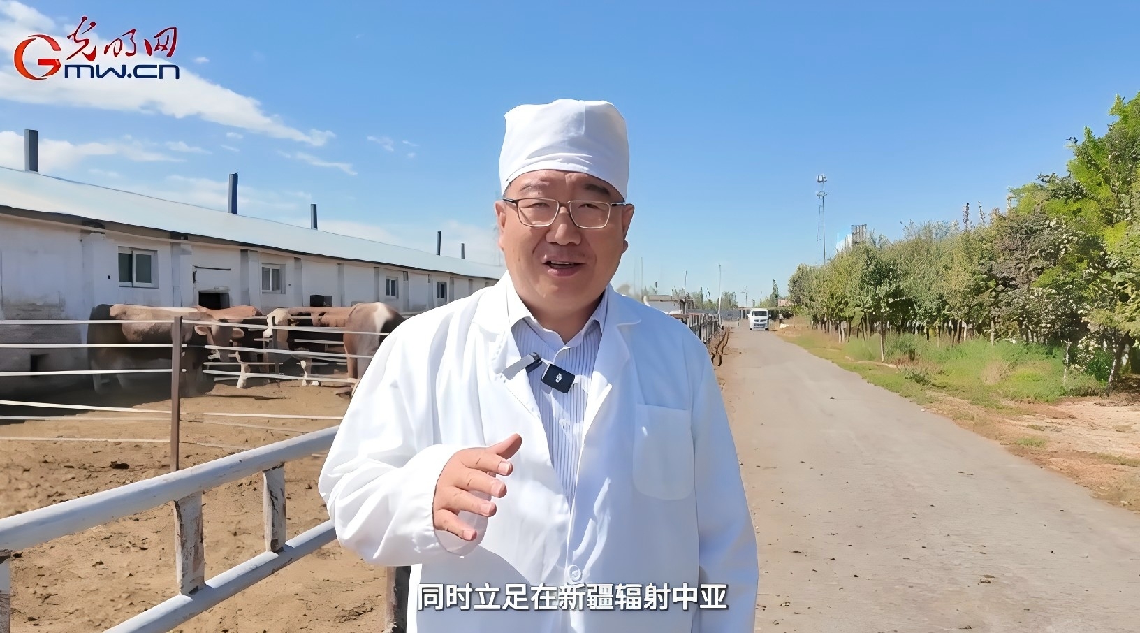 砥砺奋进七十载 天山南北谱华章丨伊犁河畔，华西牛“犇“出新希望