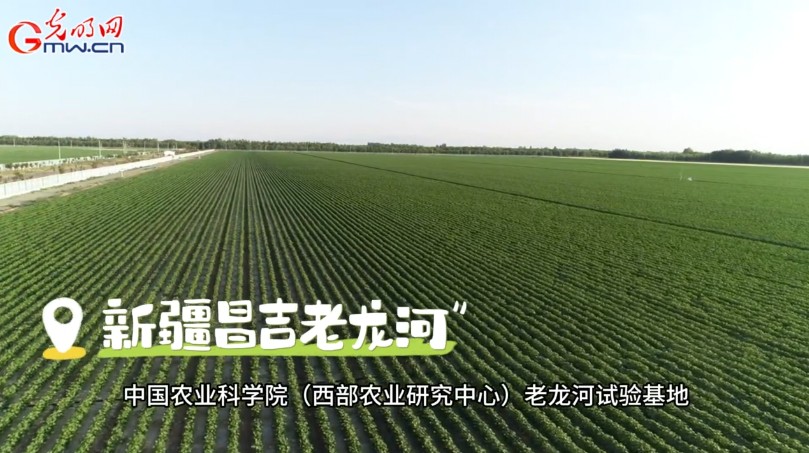 砥砺奋进七十载 天山南北谱华章丨风吹棉桃见丰年