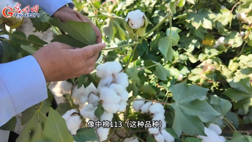 砥砺奋进七十载 天山南北谱华章丨风吹棉桃见丰年