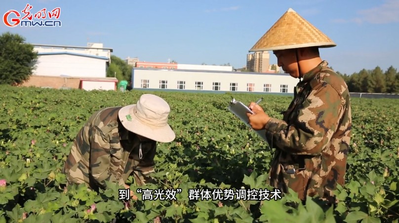 砥砺奋进七十载 天山南北谱华章丨风吹棉桃见丰年