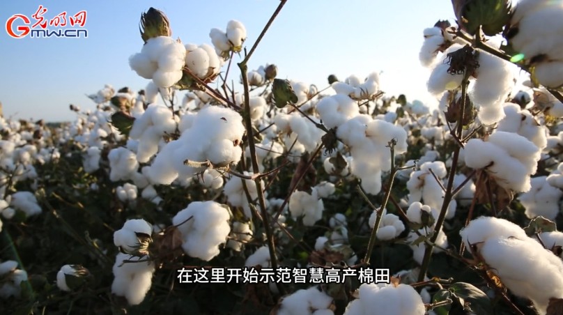 砥砺奋进七十载 天山南北谱华章丨风吹棉桃见丰年