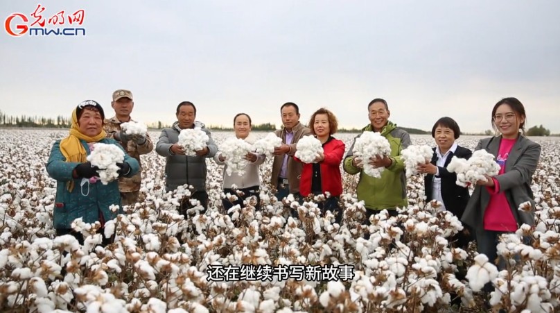砥砺奋进七十载 天山南北谱华章丨风吹棉桃见丰年