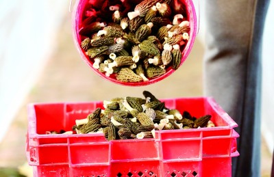 方寸屏幕“掌控”万亩良田