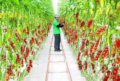 方寸屏幕“掌控”万亩良田