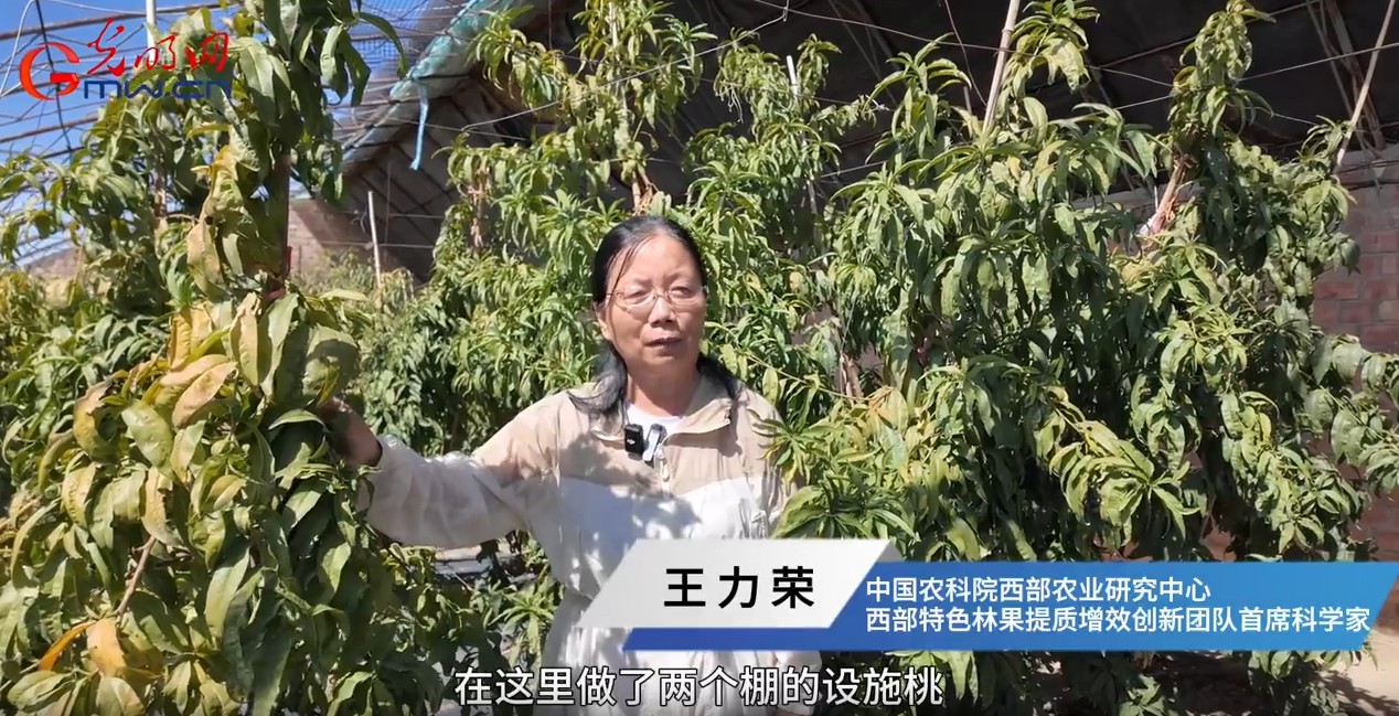 砥砺奋进七十载 天山南北谱华章丨天山脚下的甜蜜事业