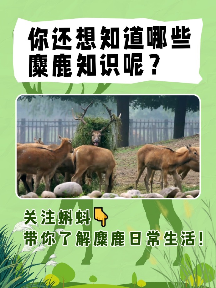 探秘麋鹿生理密码！蝌蚪五线谱麋鹿科普问答第三期来了
