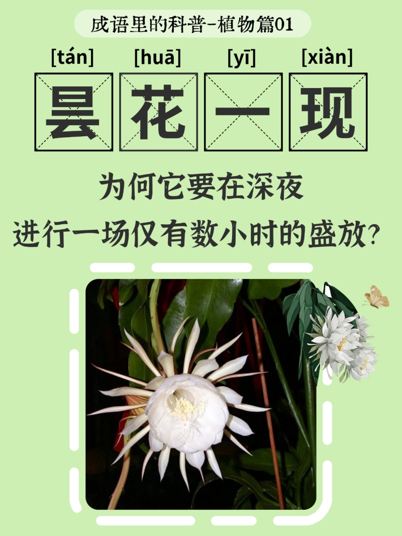 生机入语,草木皆知——蝌蚪五线谱带你读懂成语里的植物科学 生机入语,草木皆知——蝌蚪五线谱带你读懂成语里的植物科学