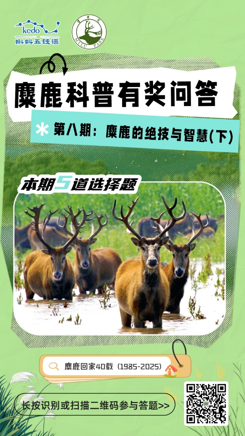 揭秘麋鹿湿地生存智慧!蝌蚪五线谱麋鹿科普有奖问答第八期上线 揭秘麋鹿湿地生存智慧!蝌蚪五线谱麋鹿科普有奖问答第八期上线