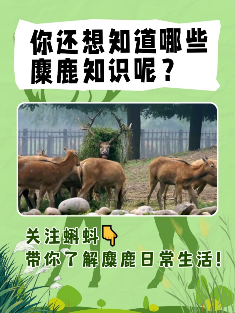 见证麋鹿守护奇迹！蝌蚪五线谱麋鹿科普问答第十期上线