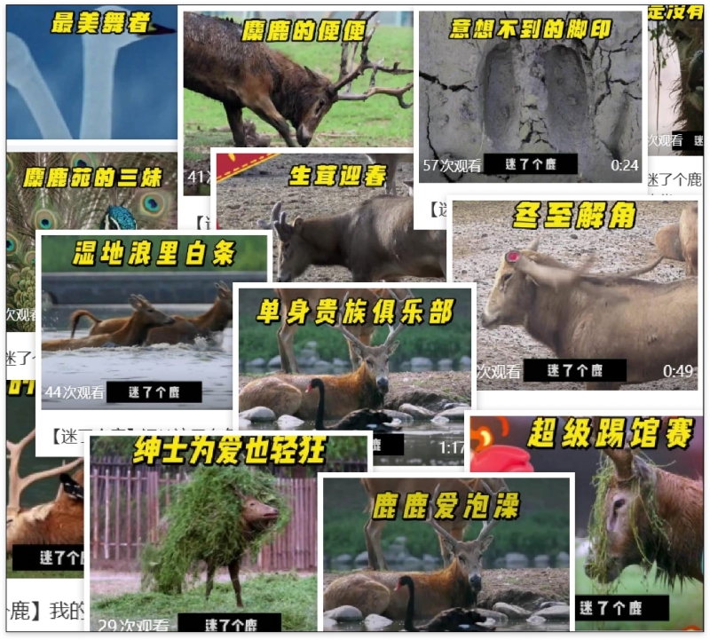 共赴四十年生命之约 蝌蚪五线谱全媒体矩阵推出麋鹿回归科普盛典