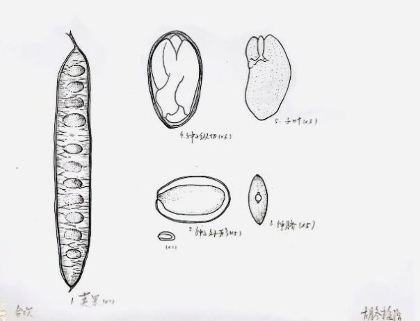 凝驻生命微迹，贯通科学之眼——植物种子博物绘图的多维科学价值