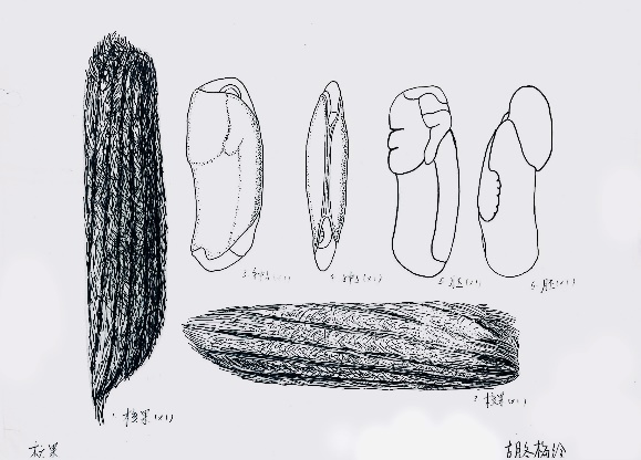 凝驻生命微迹，贯通科学之眼——植物种子博物绘图的多维科学价值